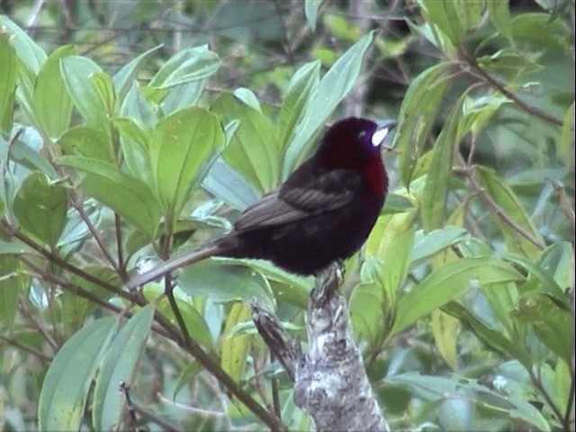 Silver-beaked Tanager - ML201545511