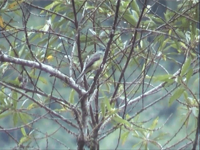 Dusky-capped Flycatcher (nigriceps/atriceps) - ML201545531