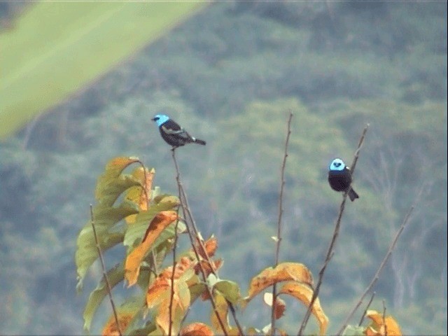 Blue-necked Tanager - ML201545601