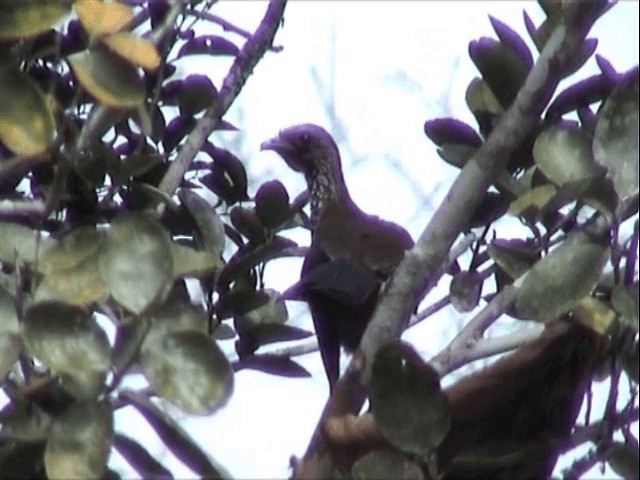 čačalaka kropenatá (ssp. guttata/subaffinis) - ML201545691