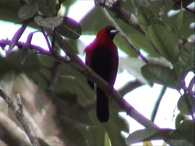 Masked Crimson Tanager - ML201545701