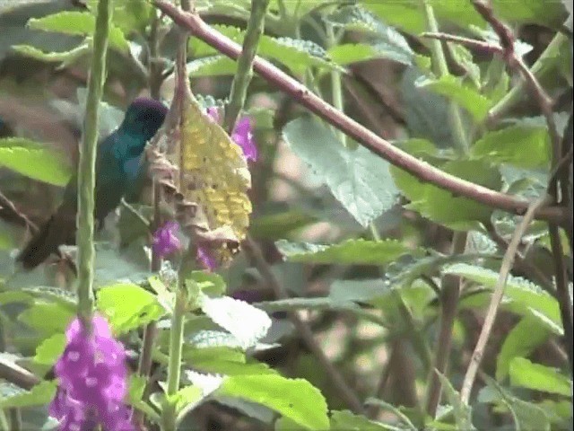 Golden-tailed Sapphire - ML201545711