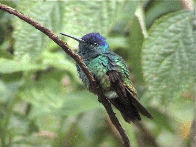 Golden-tailed Sapphire - ML201545721