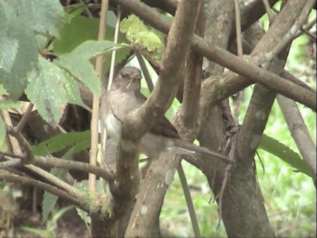 Black-billed Thrush (Amazonian) - ML201545731