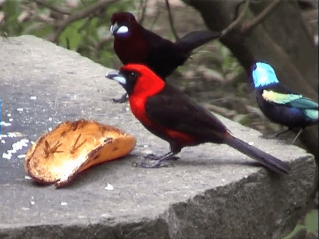 Masked Crimson Tanager - ML201545751