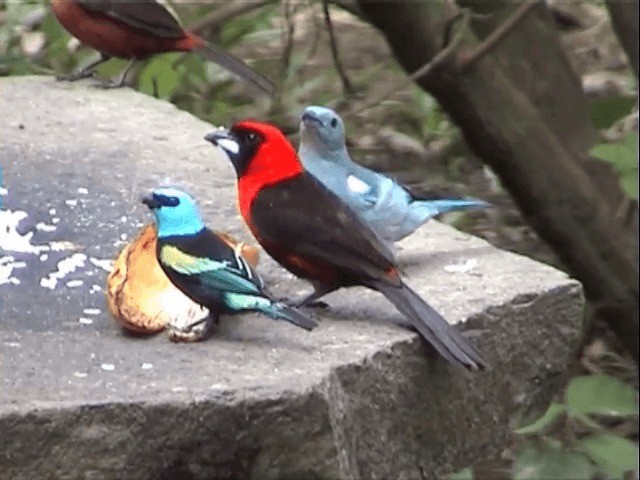 Blue-gray Tanager (White-edged) - ML201545761