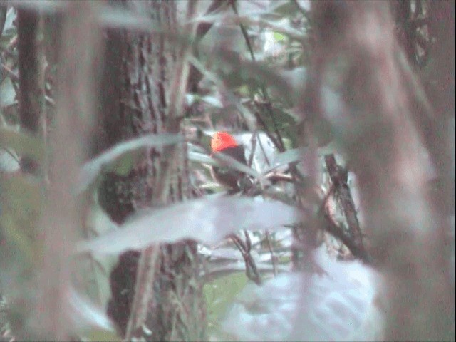 Band-tailed Manakin - ML201545801