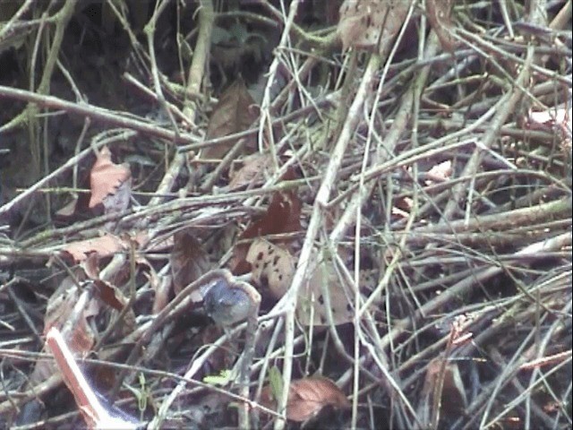 Band-tailed Antbird - ML201545831