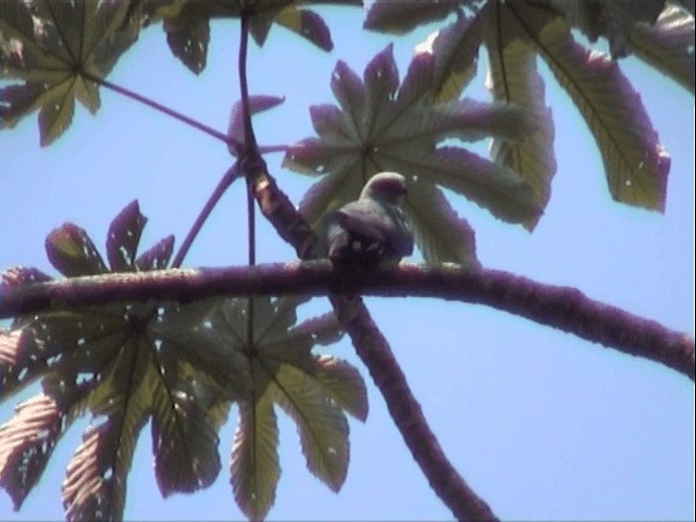 Plumbeous Kite - ML201545901