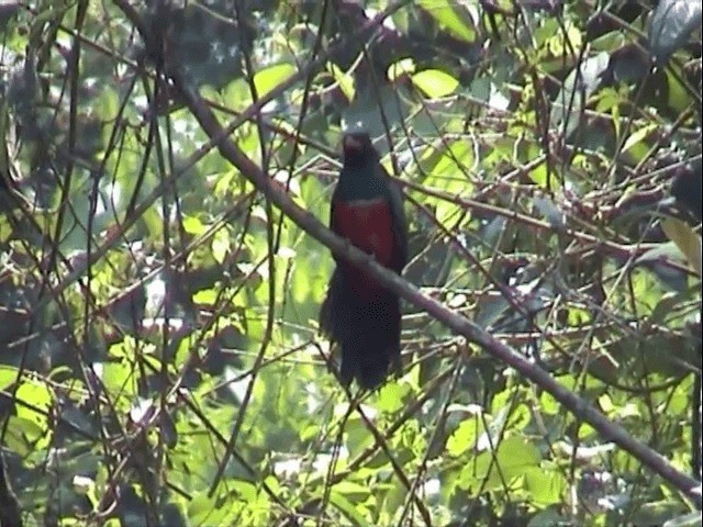 svarthaletrogon (melanurus gr.) - ML201545911