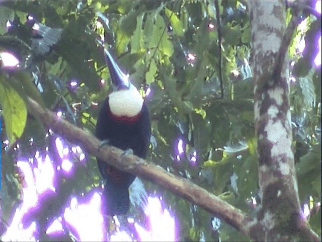 White-throated Toucan (Cuvier's) - ML201545921