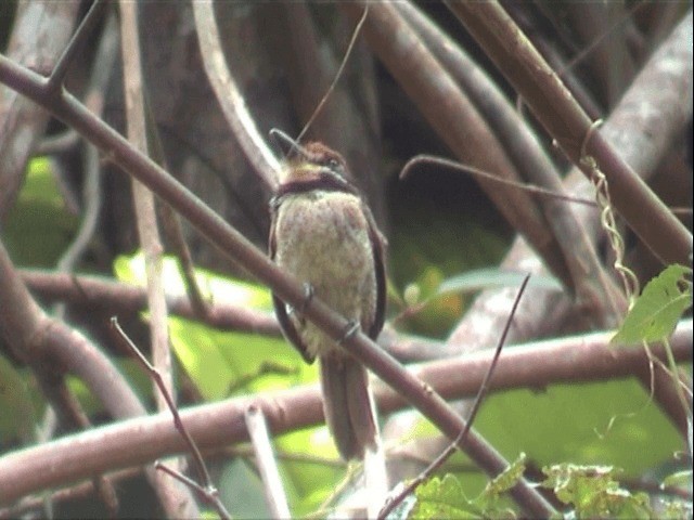 Chestnut-capped Puffbird - ML201545931