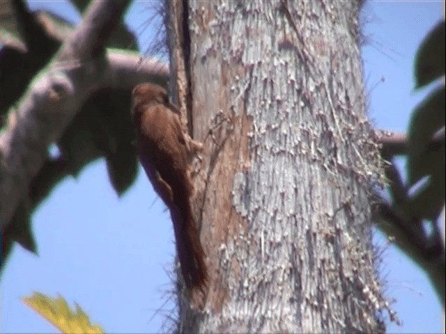 Straight-billed Woodcreeper - ML201545941