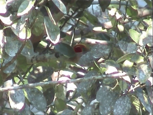 Scarlet-hooded Barbet - ML201545951