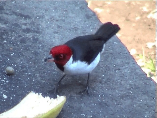 Red-capped Cardinal (Red-capped) - ML201545961