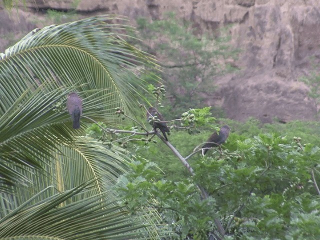 Peruvian Pigeon - ML201546001