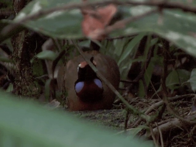 Malaysian Rail-babbler - ML201546011