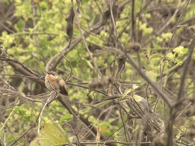 Colibri à queue courte - ML201546131