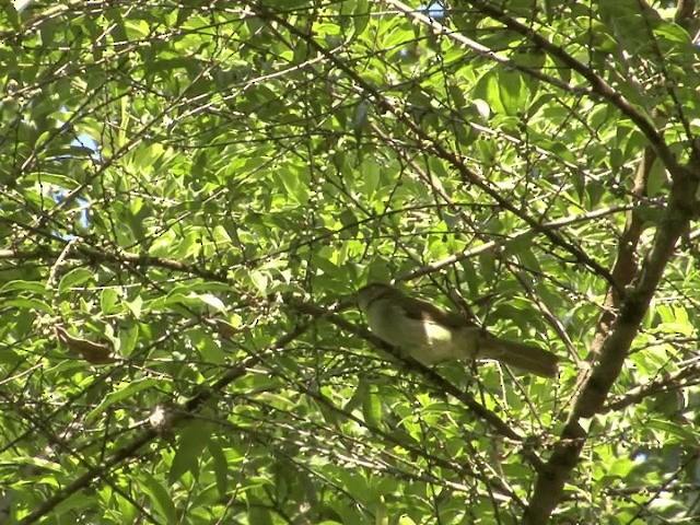 Buff-vented Bulbul - ML201546281