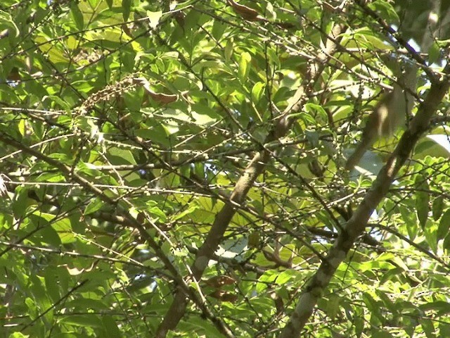 Buff-vented Bulbul - ML201546291