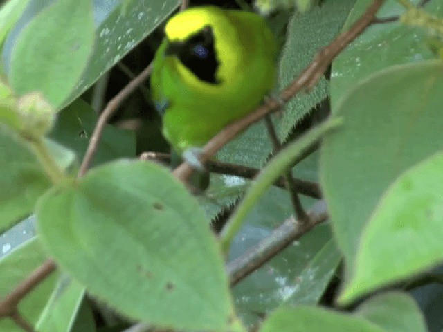 Blue-winged Leafbird - ML201546341