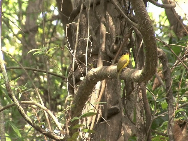 Bulbul Gorjinaranja - ML201546371