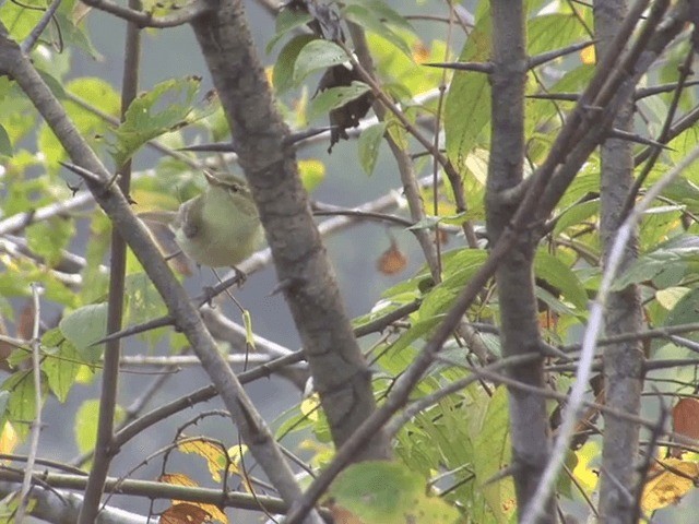 Mosquitero del Cáucaso - ML201546381