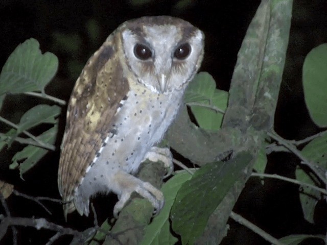 Sri Lanka Bay-Owl - ML201546401
