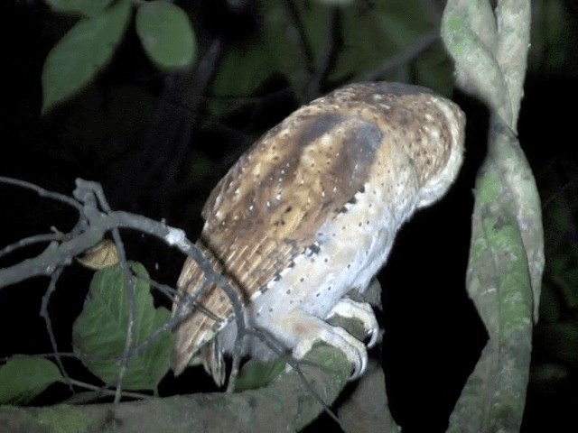 Sri Lanka Bay-Owl - ML201546411