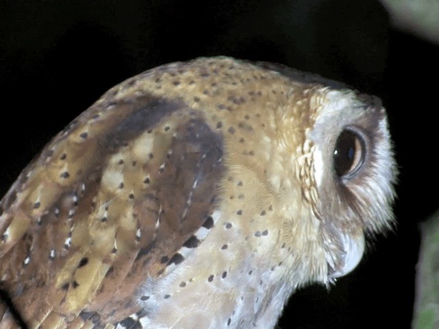 Sri Lanka Bay-Owl - ML201546431