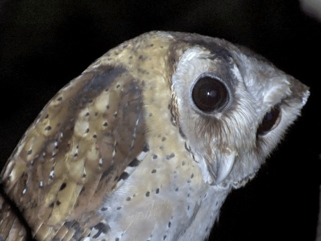Sri Lanka Bay-Owl - ML201546441