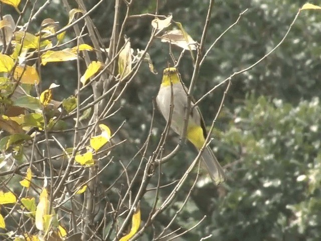 Bulbul à menton jaune - ML201546461