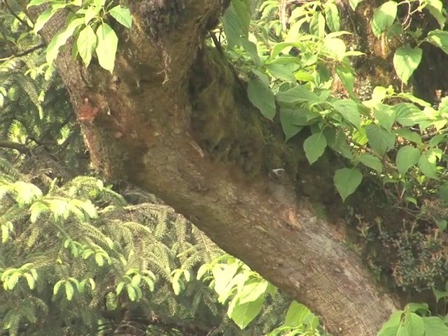 Hodgson's Treecreeper - ML201546471