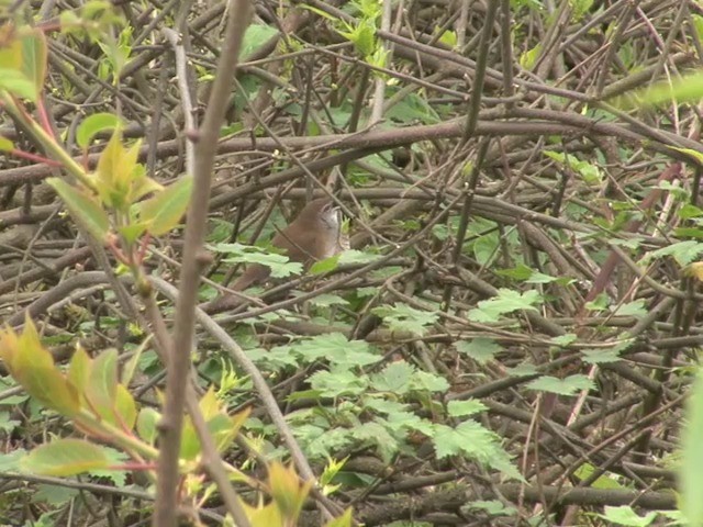 Spotted Bush Warbler - ML201546521