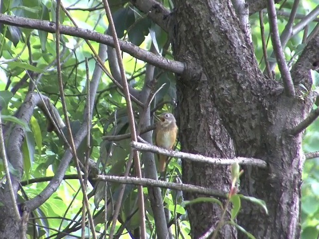 Ferruginous Flycatcher - ML201546551