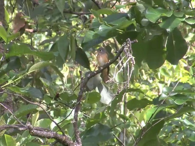 Ferruginous Flycatcher - ML201546561