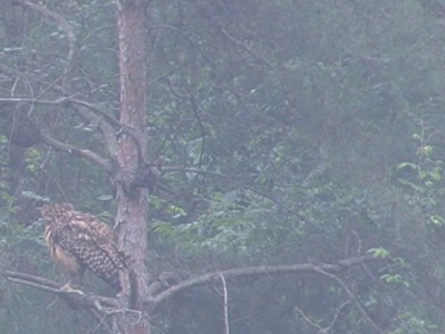 Tawny Fish-Owl - ML201546681