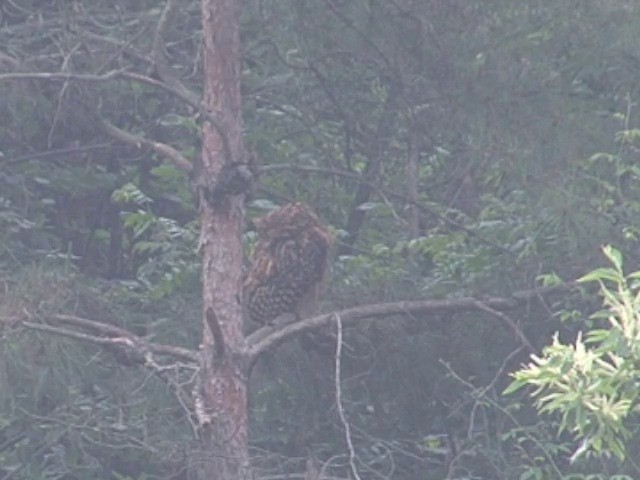 Tawny Fish-Owl - ML201546691