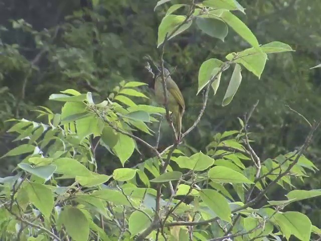 Collared Finchbill - ML201546701