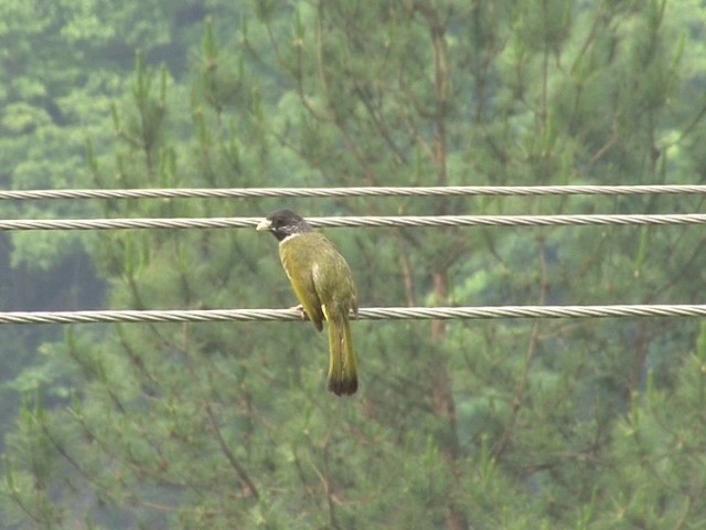 Collared Finchbill - ML201546761