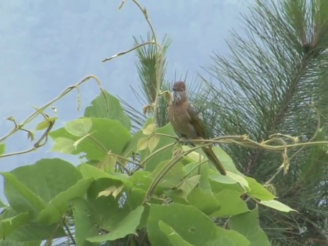 ミヤマヒヨドリ - ML201546781