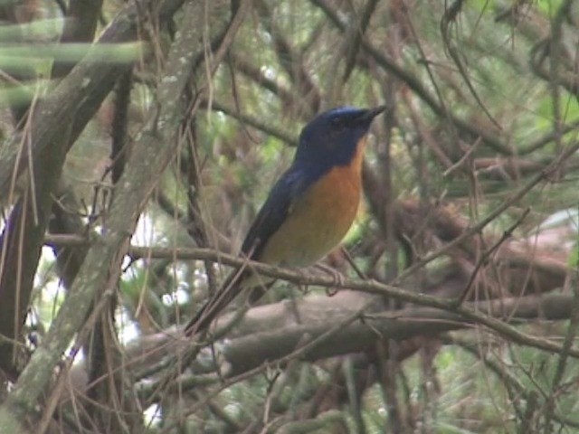 Chinese Blue Flycatcher - ML201546791