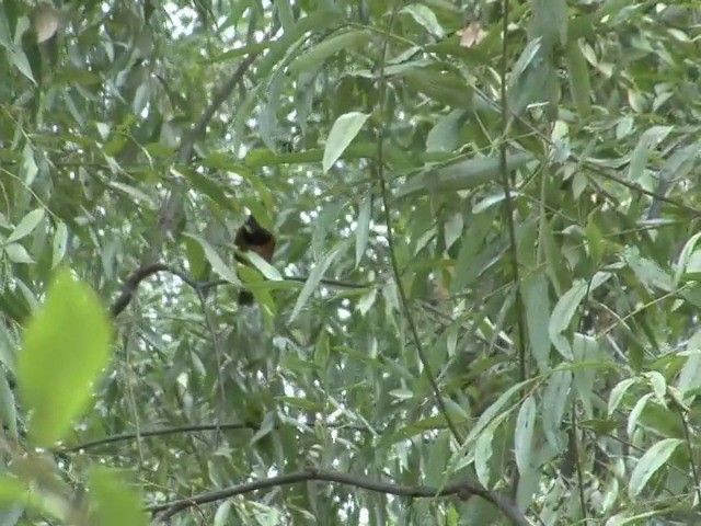 Black-breasted Thrush - ML201546801