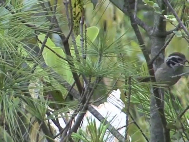 White-browed Fulvetta - ML201546891