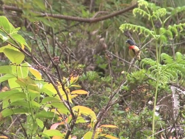 Fire-breasted Flowerpecker - ML201546911