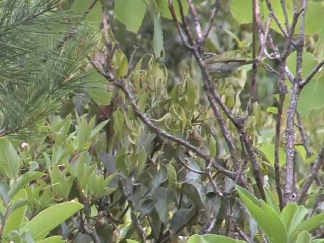 Blyth's Leaf Warbler - ML201546921