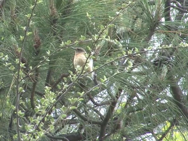 シベリアノビタキ（przewalskii） - ML201546931