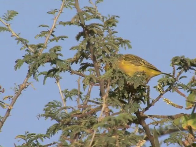 Rüppell's Weaver - ML201546951