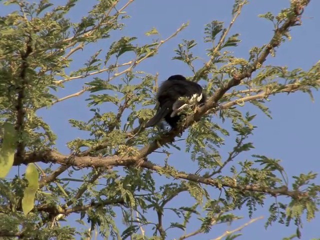 White-winged Black-Tit - ML201546961