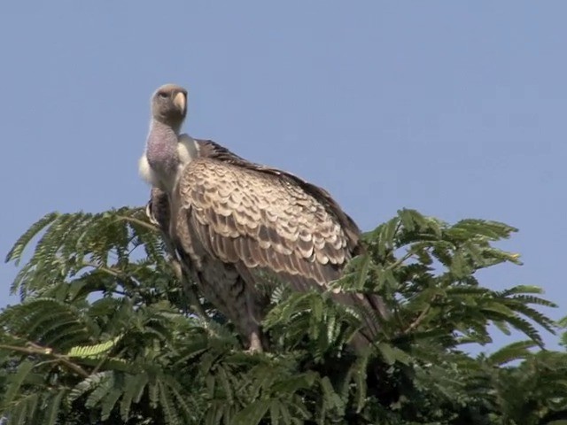 Vautour de Rüppell - ML201546991